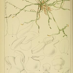 Microcoelia exilis orchidee met groene bladeren op neutrale achtergrond.