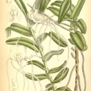 Bloeiende Angraecum germinyanum orchidee met groene bladeren.