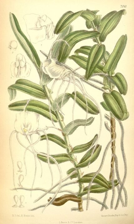 Bloeiende Angraecum germinyanum orchidee met groene bladeren.