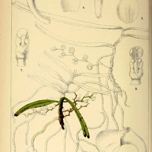 Witte Rhipidoglossum orchidee met groene bladeren, afgebeeld in botanisch boek uit 1896.