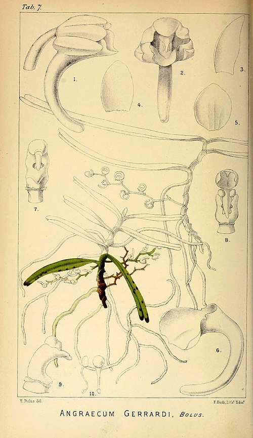 Witte Rhipidoglossum orchidee met groene bladeren, afgebeeld in botanisch boek uit 1896.