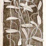 Bloeiende Witte Angraecum implicatum orchidee op zwarte achtergrond.