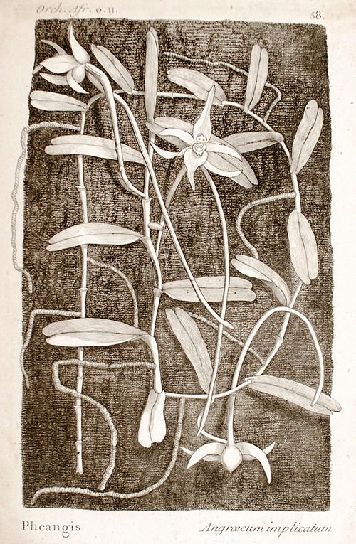 Bloeiende Witte Angraecum implicatum orchidee op zwarte achtergrond.