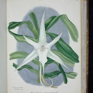 Angraecum sesquipedale orchidee bloem in close-up wit met lange sporen.