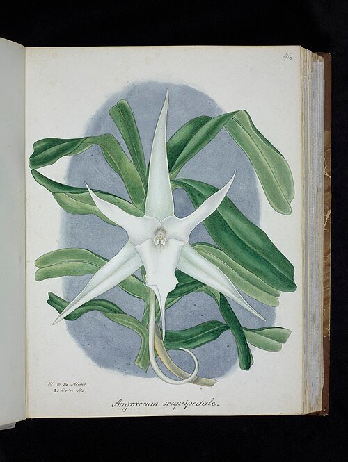 Angraecum sesquipedale orchidee bloem in close-up wit met lange sporen.