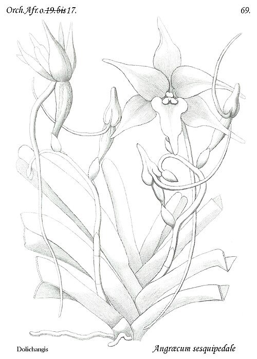 White Angraecum sesquipedale orchid flower with long green leaves.