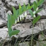 Bloeiende salomonszegelplant met hoekige stengels en witte bloemen.