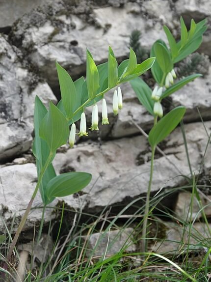 Bloeiende salomonszegelplant met hoekige stengels en witte bloemen.