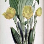 Gele en witte Anguloa clowesii orchidee bloem met groene bladeren.