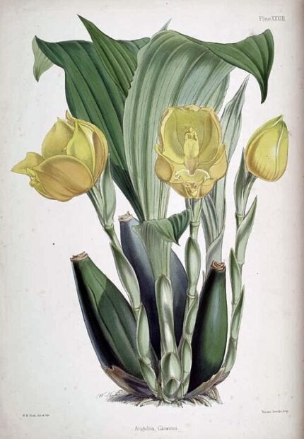 Gele en witte Anguloa clowesii orchidee bloem met groene bladeren.