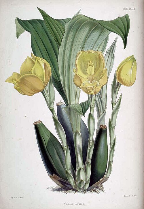 Gele en witte Anguloa clowesii orchidee bloem met groene bladeren.