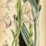 Witte Anguloa uniflora orchidee bloem tegen groene bladeren.
