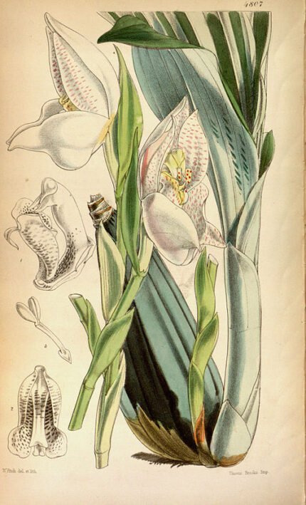Witte Anguloa uniflora orchidee bloem tegen groene bladeren.