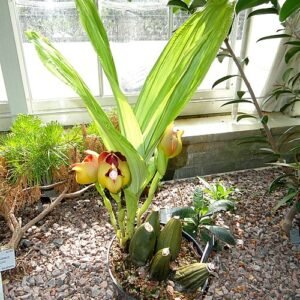 Anguloa ×ruckeri orchidee in Kopenhagen Botanische Tuin.