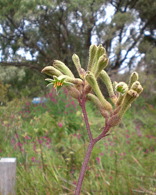 Anigozanthos flavidus bloeiende plant in Albany, Australië.