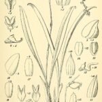 Paarse Bulbophyllum jumelleanum orchidee bloem in zeldzame paarse tinten.