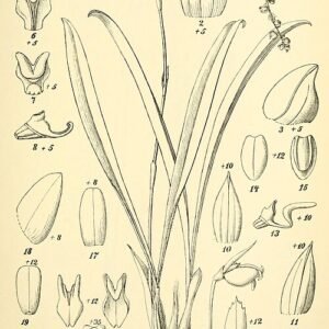 Paarse Bulbophyllum jumelleanum orchidee bloem in zeldzame paarse tinten.