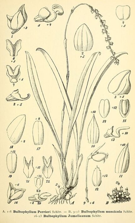 Paarse Bulbophyllum jumelleanum orchidee bloem in zeldzame paarse tinten.