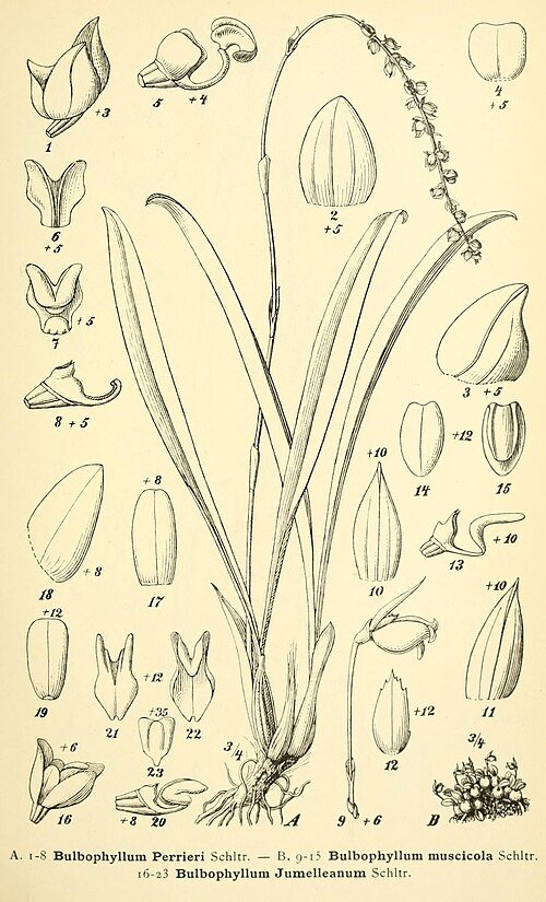 Paarse Bulbophyllum jumelleanum orchidee bloem in zeldzame paarse tinten.