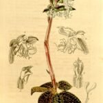 Anoectochilus plant met groene bladeren en rode nerven op donkere achtergrond.
