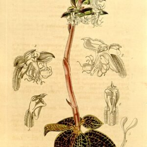 Anoectochilus plant met groene bladeren en rode nerven op donkere achtergrond.