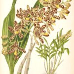 Bloeiende Ansellia africana orchidee in natuurlijke habitat.
