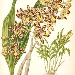 Bloeiende Ansellia africana orchidee in natuurlijke habitat.