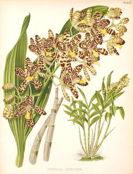 Bloeiende Ansellia africana orchidee in natuurlijke habitat.