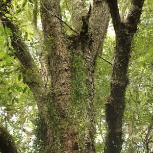 Dendrobium pugioniforme orchidee met witte bloemen op houten achtergrond.