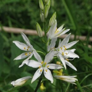 Anthericum (graslelie) bloeiend in kalkrijke grond.