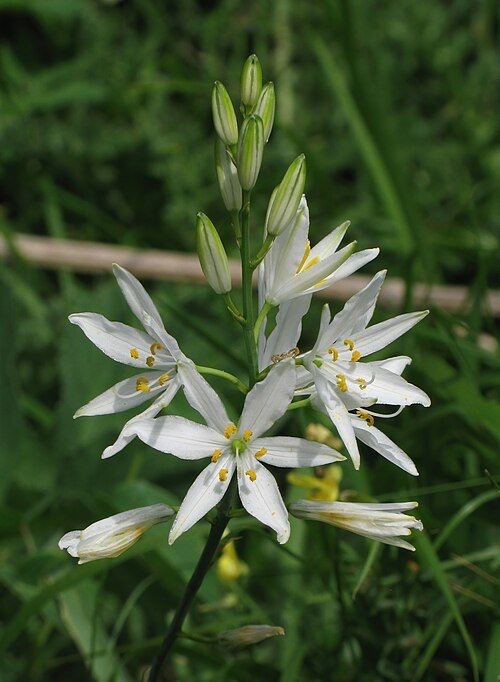 Anthericum (graslelie) bloeiend in kalkrijke grond.