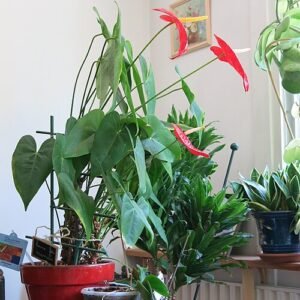 Anthurium plant met rode bloemen en groene bladeren in kleipot.