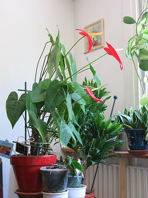 Anthurium plant met rode bloemen en groene bladeren in kleipot.