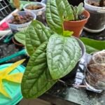 Anthurium radicans plant with glossy green leaves and red flowers.