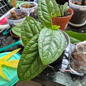 Anthurium radicans plant with glossy green leaves and red flowers.