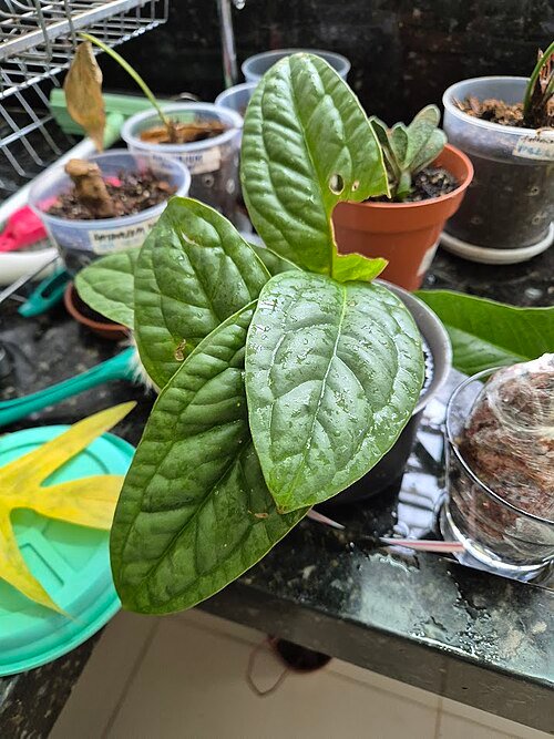 Anthurium radicans plant with glossy green leaves and red flowers.