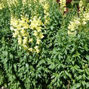 Gouden reusachtige Antirrhinum bloem in een tuin.