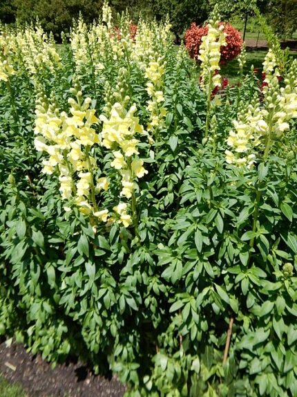 Gouden reusachtige Antirrhinum bloem in een tuin.