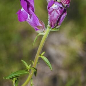 Paarse en witte Grote leeuwenbek bloem met groen blad.