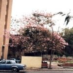 Roze Tabebuia rosea bloemen tegen blauwe lucht.