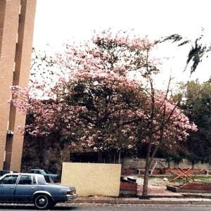 Roze Tabebuia rosea bloemen tegen blauwe lucht.