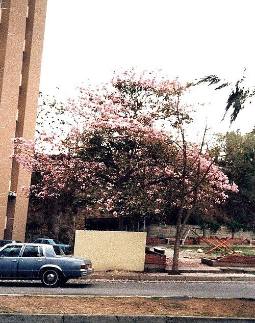 Roze Tabebuia rosea bloemen tegen blauwe lucht.