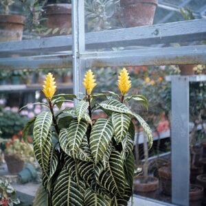 Aphelandra squarrosa plant met groene bladeren en gele bloemen.