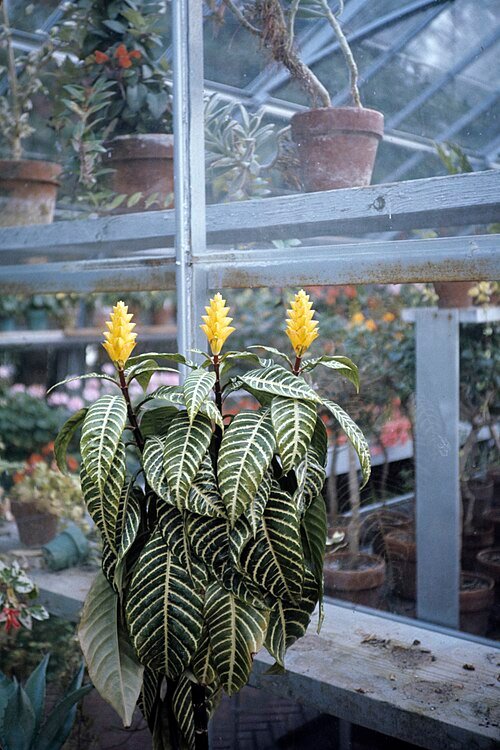 Aphelandra squarrosa plant met groene bladeren en gele bloemen.