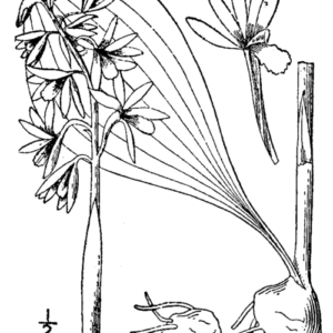 Aplectrum hyemale plant met groene bladeren en kleine paarse bloemen.