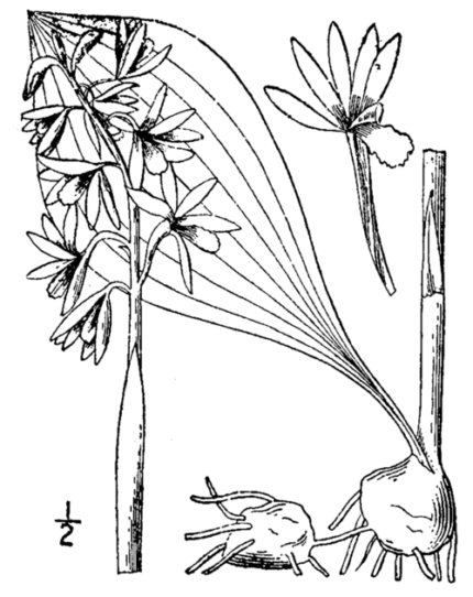Aplectrum hyemale plant met groene bladeren en kleine paarse bloemen.