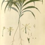 Majestueuze Apostasia Wallichii orchidee bloem in volle bloei.