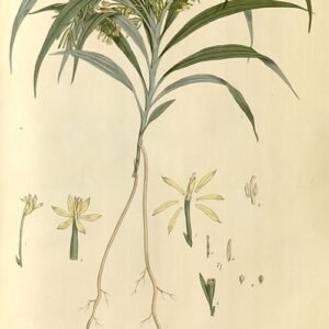 Majestueuze Apostasia Wallichii orchidee bloem in volle bloei.