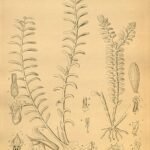 Bloeiende Appendicula orchideeën in diverse kleuren met groene bladeren.