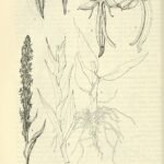 White Habenaria repens flower with green leaves in southwestern United States wetland.